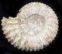 Pavlovia Ammonite Fossil - Siberia #29746-1